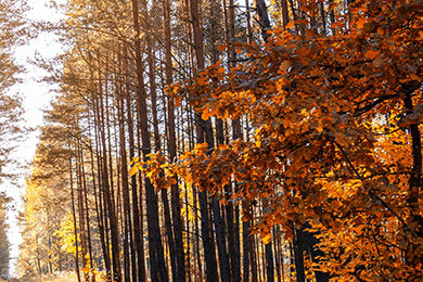 开云体育在线-韩国乒乓球队翻盘瑞典乒乓球队，王皓爆发神勇