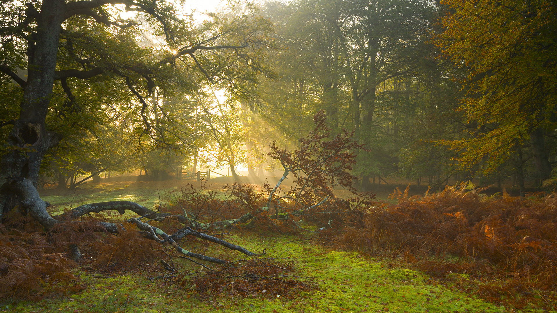 杜兰特关键先生闪耀，凯尔特人强势打穿黄蜂豪取胜利